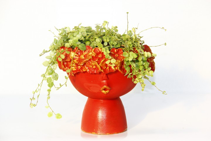 DOSTLUK ÇİÇEĞİ - HEDİYELİK KIRMIZI SAKSIDA PİLEA GLAUCA