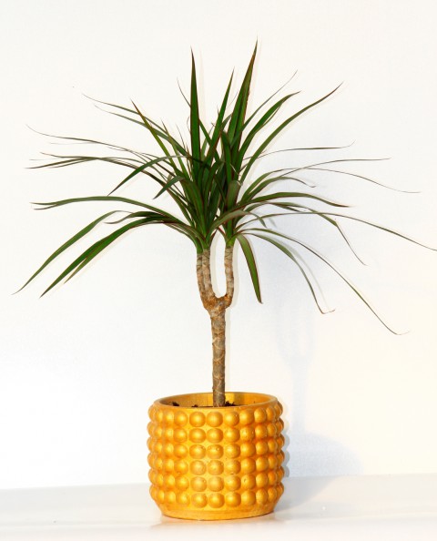 DRACAENA MARGİNATA - EV / OFİS BİTKİSİ ORANGE SAKSIDA 40 CM
