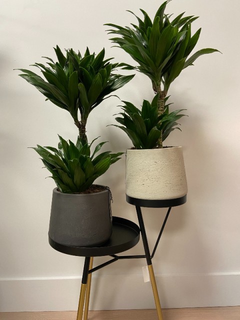 Draceana Compacta 2 Gövdeli