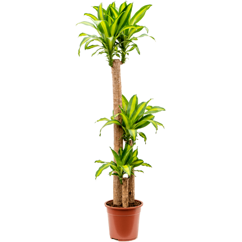 Dracena Massengena 3’lü 100-125 cm