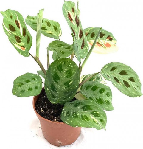 Dua Çiçeği  (Maranta Kerchoveana)  20 cm