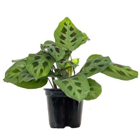 Dua Çiçeği  (Maranta Kerchoveana)  20 cm