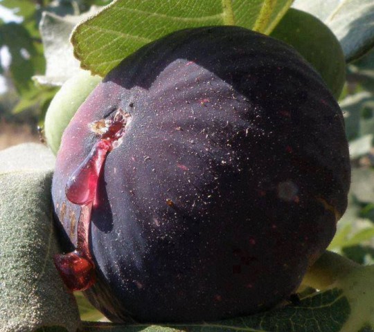 Dürdane ( Bursa Siyahı) İncir Fidanı Tüplü 3 Adet