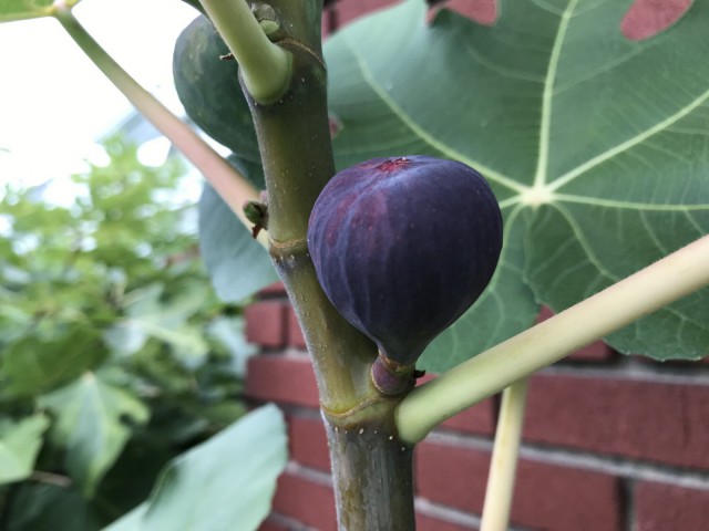 Dürdane ( Bursa Siyahı) İncir Fidanı Tüplü 3 Adet