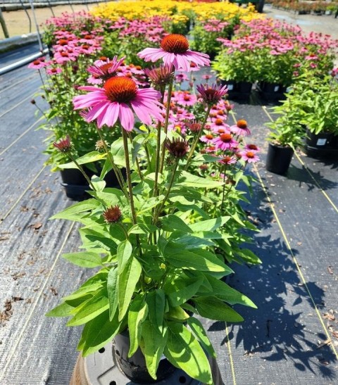 EKİNEZYA FİDESİ 5 ADET - KONİ ÇİÇEĞİ Echinacea Purpurea