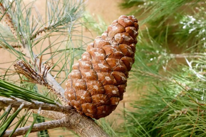ELDER ÇAMI FİDANI 3 ADET - PİNUS ELDERİCA 30-40 CM