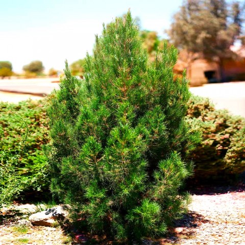 ELDER ÇAMI FİDANI 5 ADET - PİNUS ELDERİCA 30-40 CM