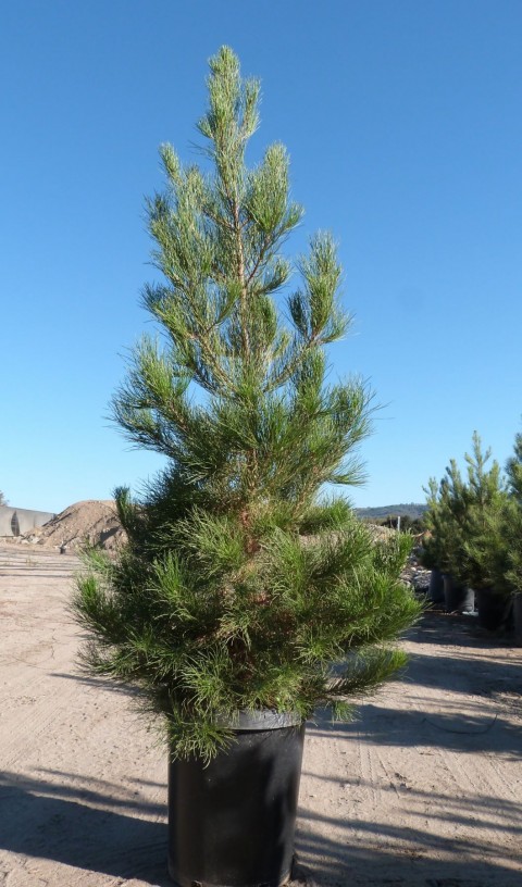 ELDER ÇAMI FİDANI 5 ADET - PİNUS ELDERİCA 30-40 CM
