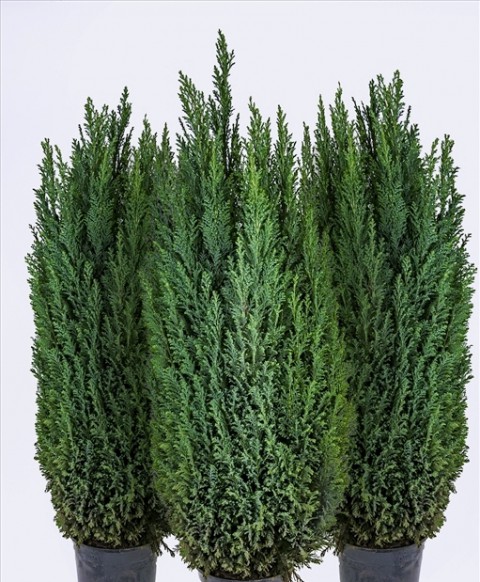 ELVUDİ ÇAMI FİDANI  80-100 cm TÜPLÜ
