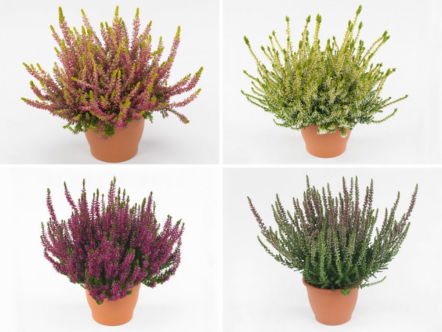 Erika (Funda) Çiçeği – Erica Carnea - 3 Adet Saksılı Karışık Renklerde