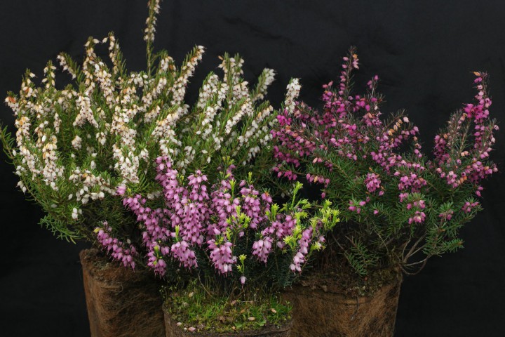 Erika (Funda) Çiçeği – Erica Carnea - 3 Adet Saksılı Karışık Renklerde