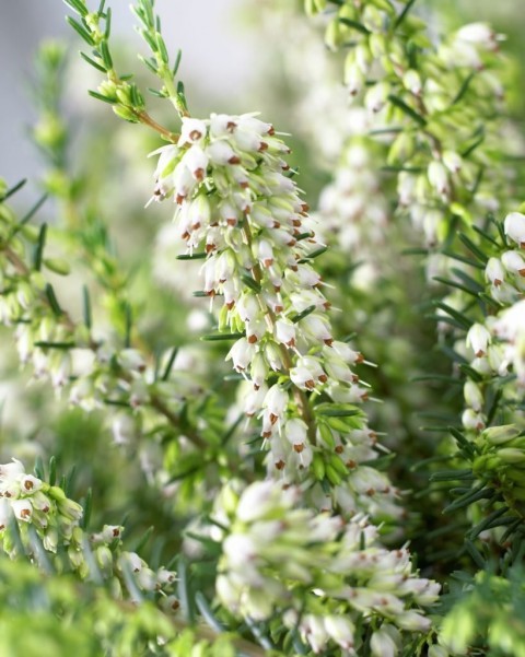 Erika (Funda) Çiçeği – Erica Carnea - Beyaz