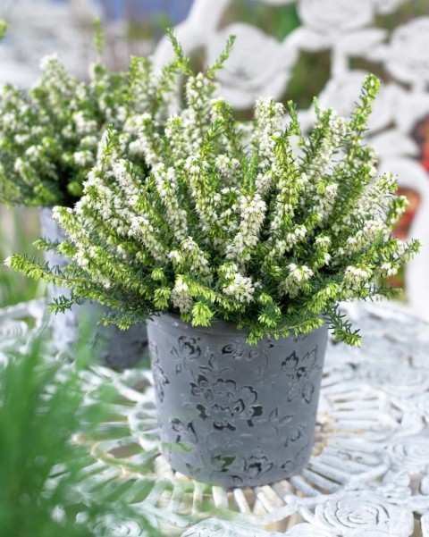 Erika (Funda) Çiçeği – Erica Carnea - Beyaz
