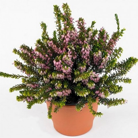 Erika (Funda) Çiçeği – Erica Carnea - Mor