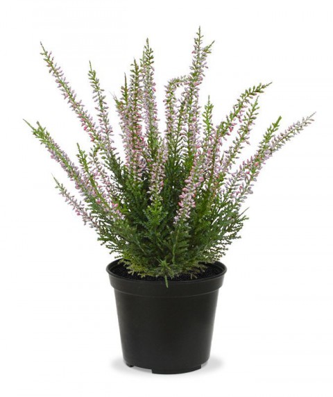 Erika (Funda) Çiçeği – Erica Carnea - Mor