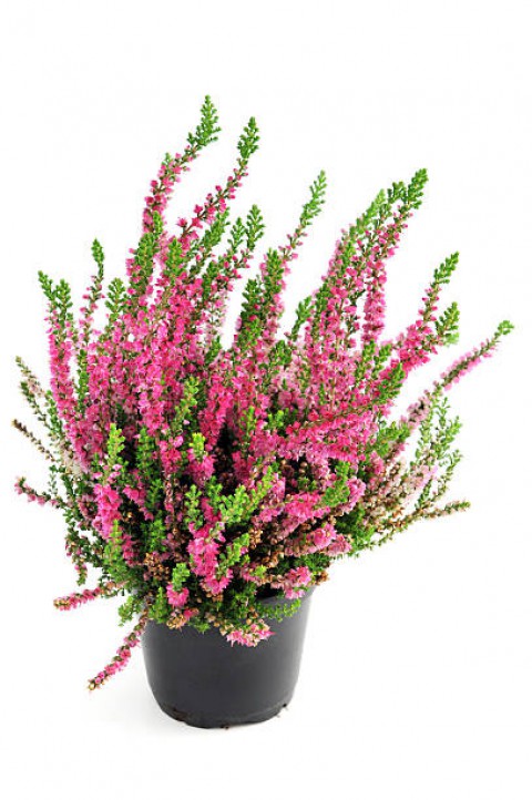 Erika (Funda) Çiçeği – Erica Carnea - Pembe