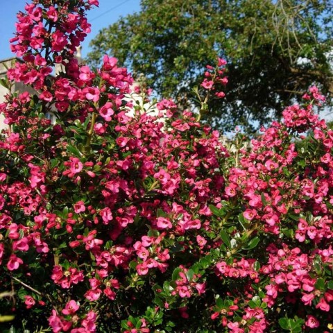 ESKOLONYA ÇALISI PEMBE ÇİÇEKLİ 10 ADET - Escallonia Cardinallis