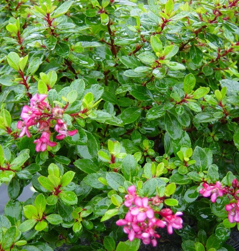 ESKOLONYA ÇALISI PEMBE ÇİÇEKLİ 10 ADET - Escallonia Cardinallis