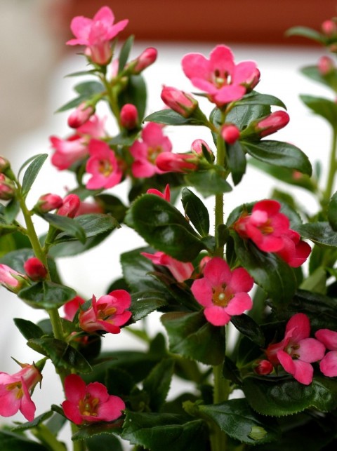 ESKOLONYA ÇALISI PEMBE ÇİÇEKLİ 5 ADET - Escallonia Cardinallis