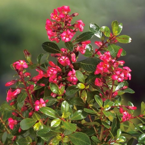 ESKOLONYA ÇALISI PEMBE ÇİÇEKLİ - Escallonia Cardinallis