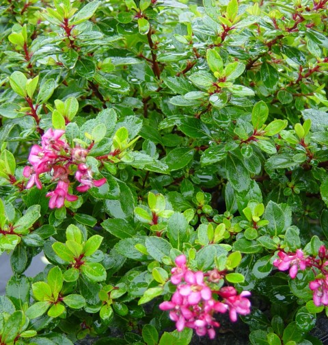 ESKOLONYA ÇALISI PEMBE ÇİÇEKLİ - Escallonia Cardinallis