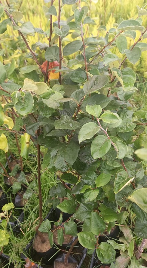 Eşme Ayva Fidanı 3 Yaş Tüplü ve Aşılı 5 Adet