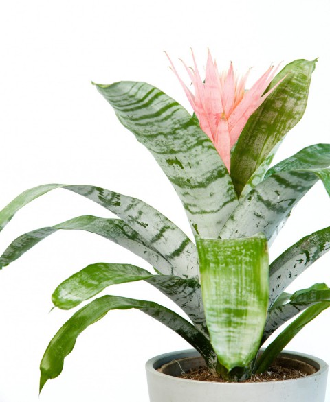 Eşmeya – Kupa Çiçeği (Aechmea)
