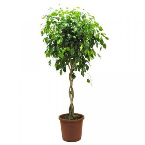 Ficus Benjamin - Tijli Form 40 - 60 cm