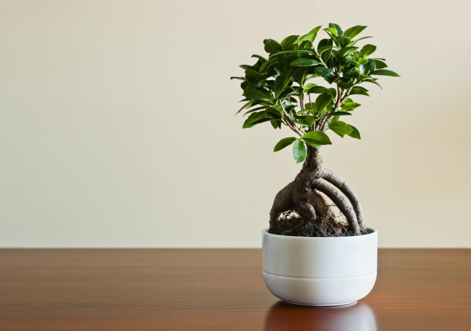 Ficus Ginseng Bonsai