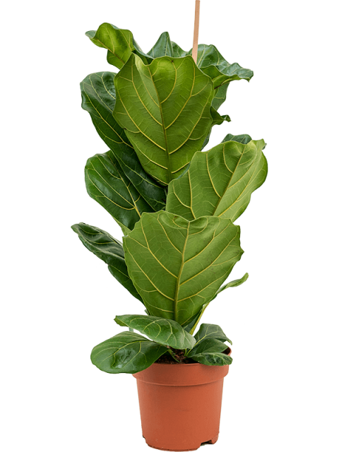 Ficus  Lyrata - Keman Yapraklı Kauçuk 60-80 cm