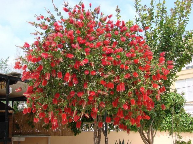 FIRÇA ÇALISI CALLİSTEMON 20 - 30 CM