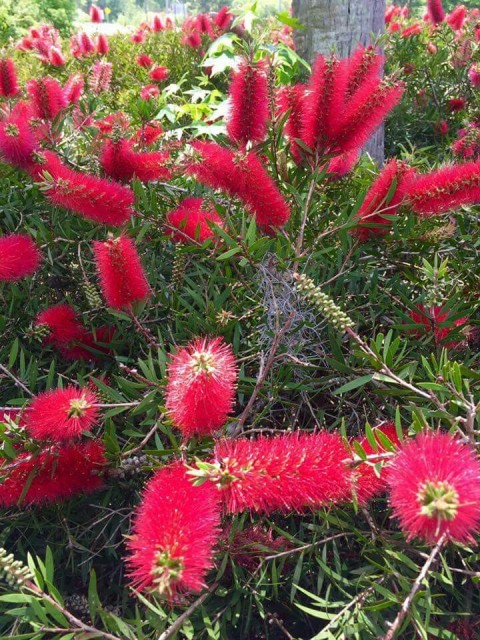 FIRÇA ÇALISI CALLİSTEMON 3 ADET (80-100 CM) ÇİÇEKLİ PEYZAJ/ÇİT BİTKİSİ FIRÇA ÇALISI CALLİSTEMON 3 ADET (80-100 CM) ÇİÇEKLİ PEYZAJ/ÇİT BİTKİSİ