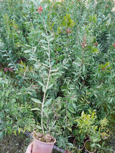 FIRÇA ÇALISI CALLİSTEMON 5 ADET (80-100 CM) ÇİÇEKLİ PEYZAJ/ÇİT BİTKİSİ