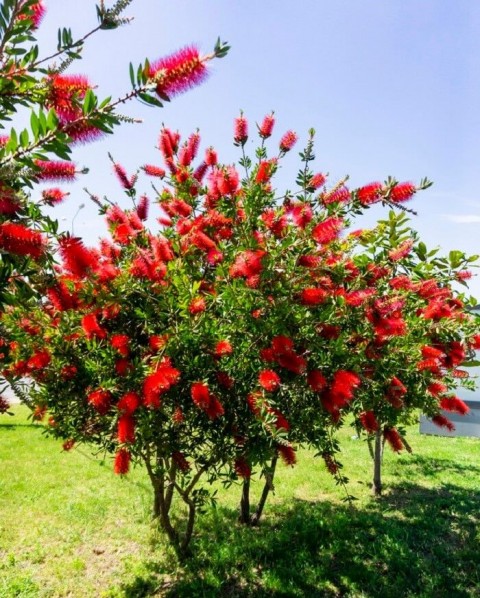 FIRÇA ÇALISI CALLİSTEMON 5 ADET (80-100 CM) ÇİÇEKLİ PEYZAJ/ÇİT BİTKİSİ