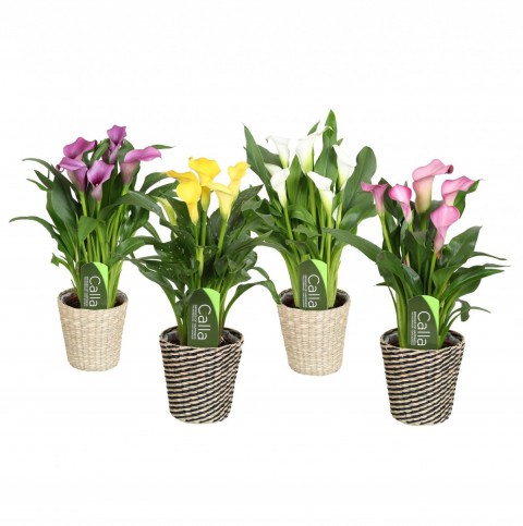 Gala –Gelin Çiçeği (Calla Lily) 4 Adet Karışık Renklerde