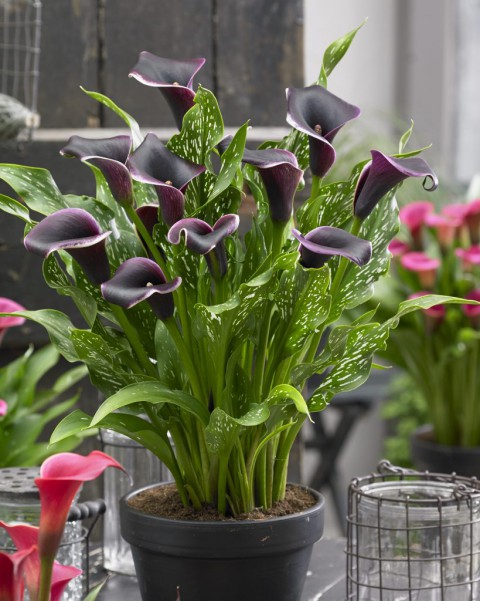 Gala –Gelin Çiçeği (Calla Lily) - Bordo