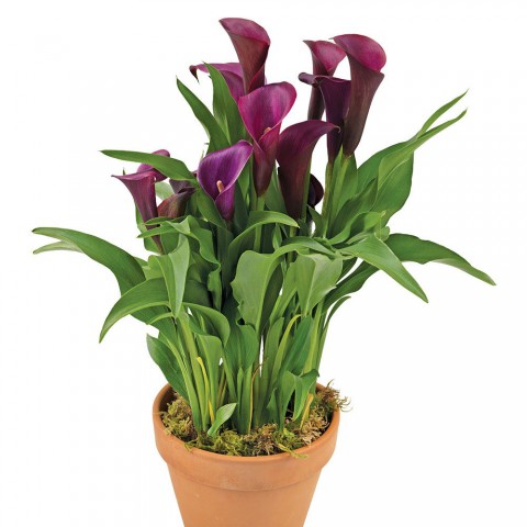 Gala –Gelin Çiçeği (Calla Lily) - Bordo