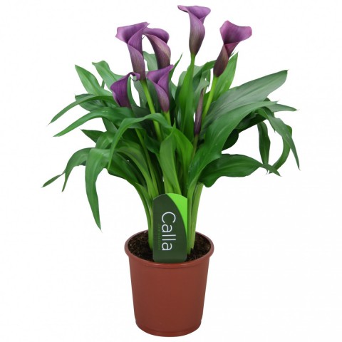 Gala –Gelin Çiçeği (Calla Lily) -Mor