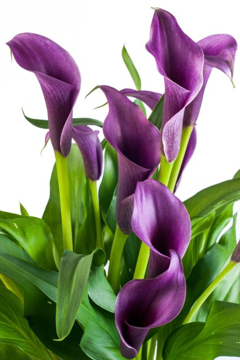 Gala –Gelin Çiçeği (Calla Lily) -Mor