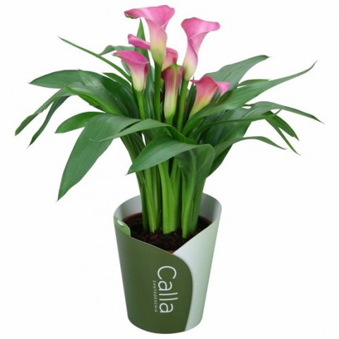 Gala –Gelin Çiçeği (Calla Lily) - Pembe