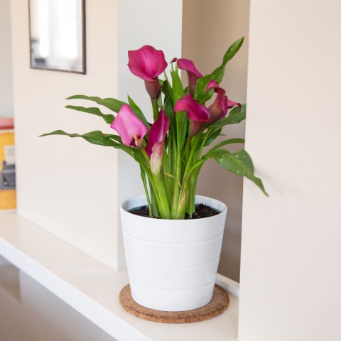 Gala –Gelin Çiçeği (Calla Lily) - Pembe