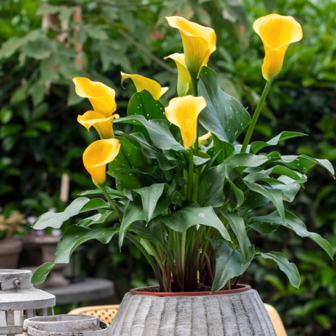Gala –Gelin Çiçeği (Calla Lily) - Sarı