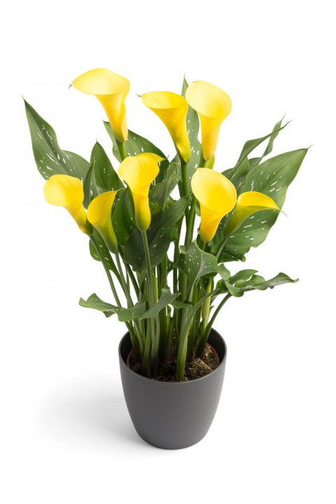 Gala –Gelin Çiçeği (Calla Lily) - Sarı