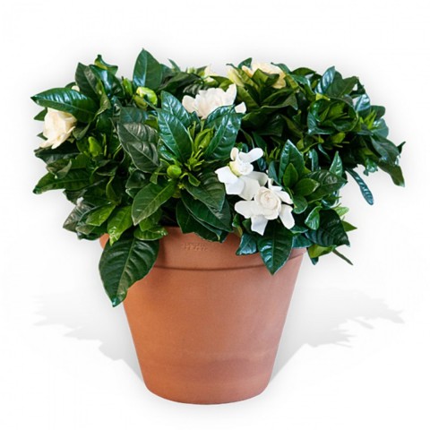 Gardenya