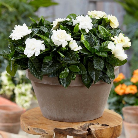 Gardenya
