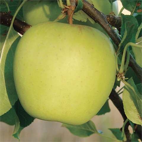 Golden Delicious Elma Fidanı 3 Yaş Tüplü ve Aşılı