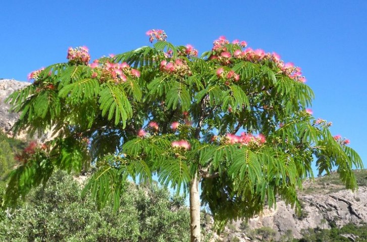 GÜLİBRİŞİM FİDANI 3 ADET - İPEK AĞACI (Albizia Julibrissin)