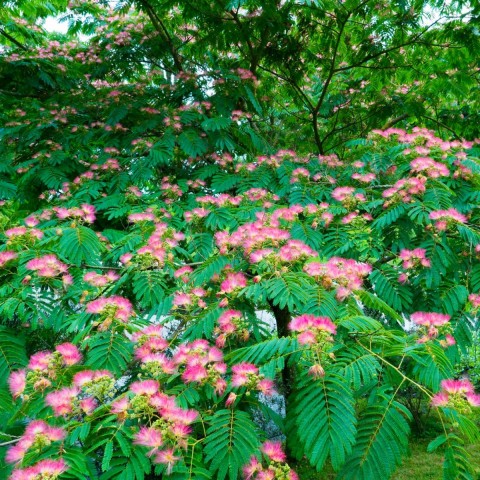 GÜLİBRİŞİM FİDANI 3 ADET - İPEK AĞACI (Albizia Julibrissin)