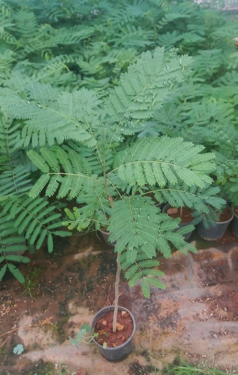 GÜLİBRİŞİM FİDANI 3 ADET - İPEK AĞACI (Albizia Julibrissin)