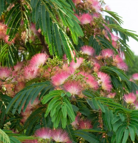 GÜLİBRİŞİM FİDANI 5 ADET - İPEK AĞACI (Albizia Julibrissin)